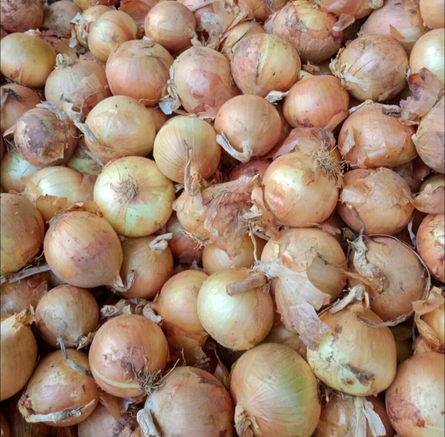 Hành tây - Ảnh 4