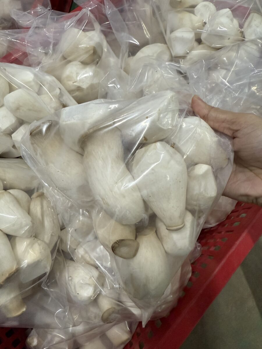 Nấm đùi gà - Ảnh 3