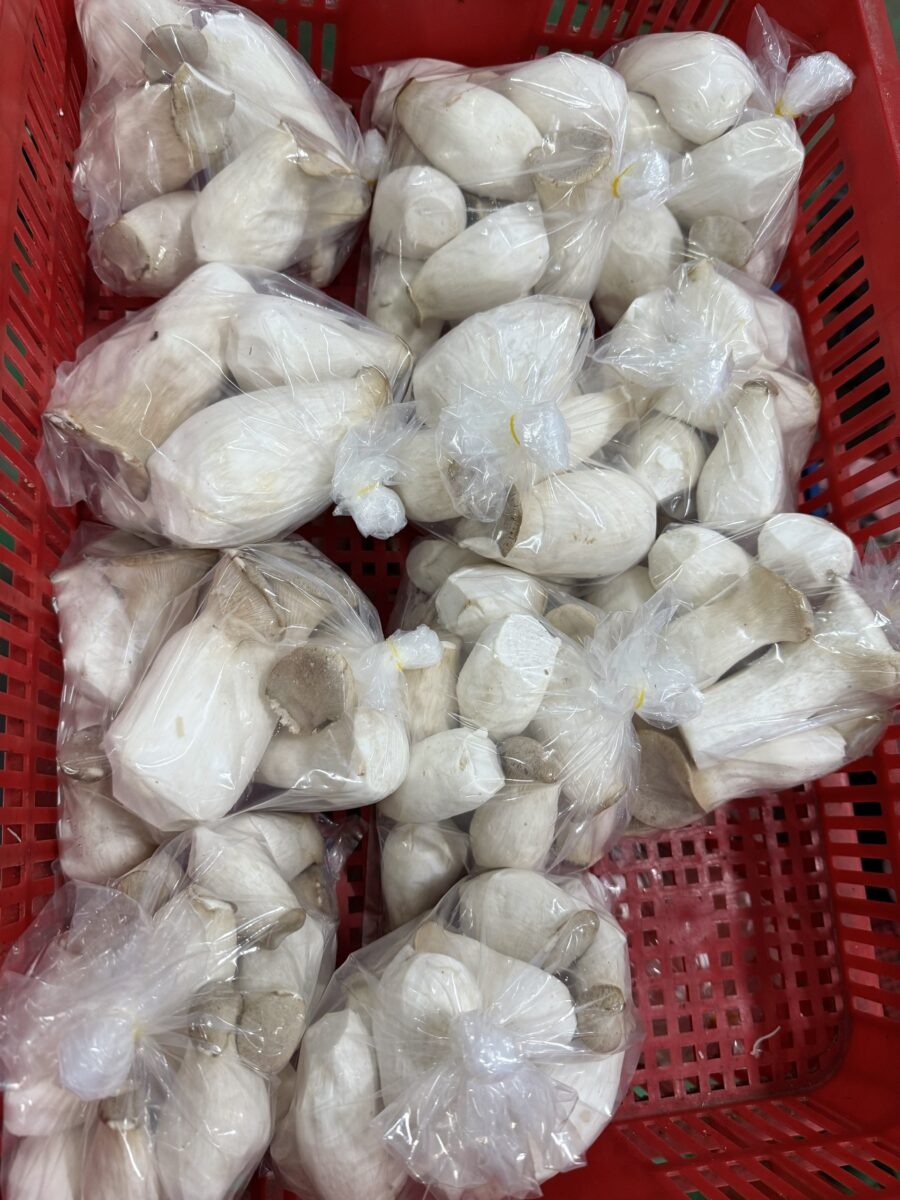Nấm đùi gà - Ảnh 7