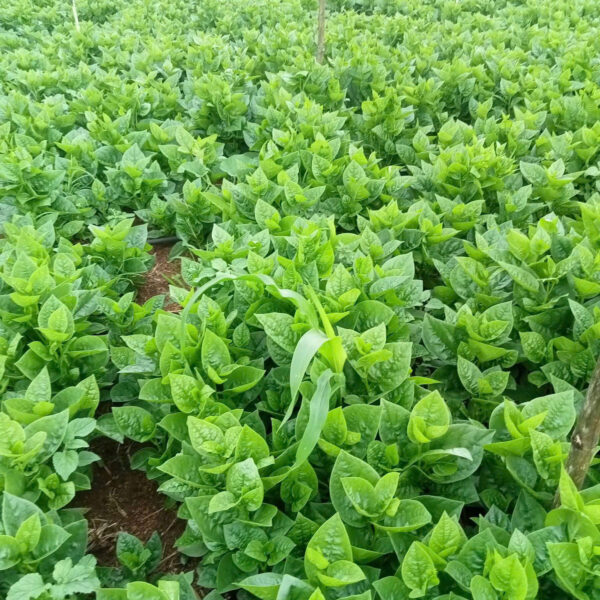 Mồng tơi