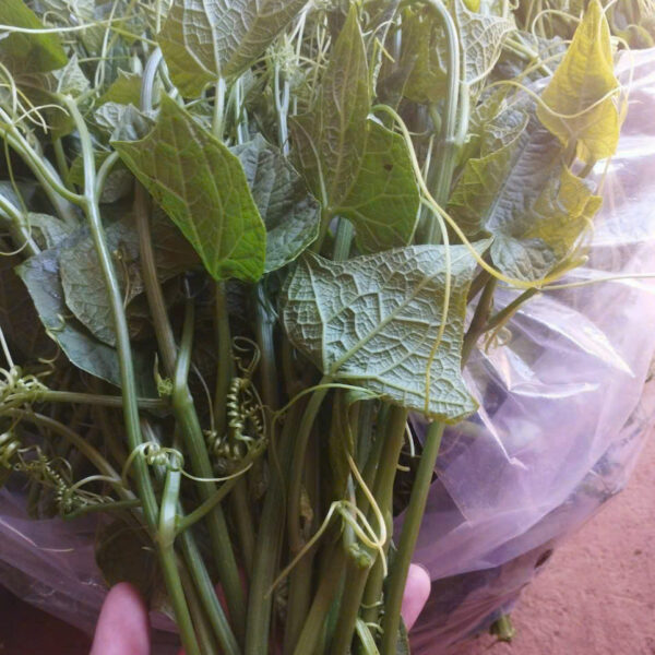 Ngọn bí