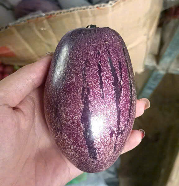 Lê pepino