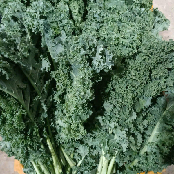 Cải xoăn kale