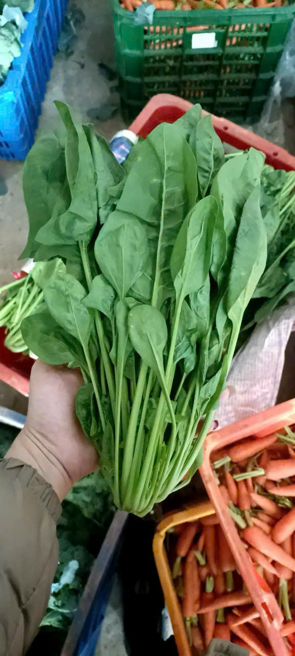 Cải bó xôi